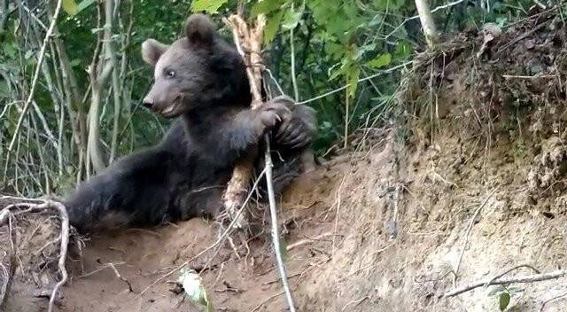Rize’de fındık bahçesine giren boz ayı  çelik tele takıldı