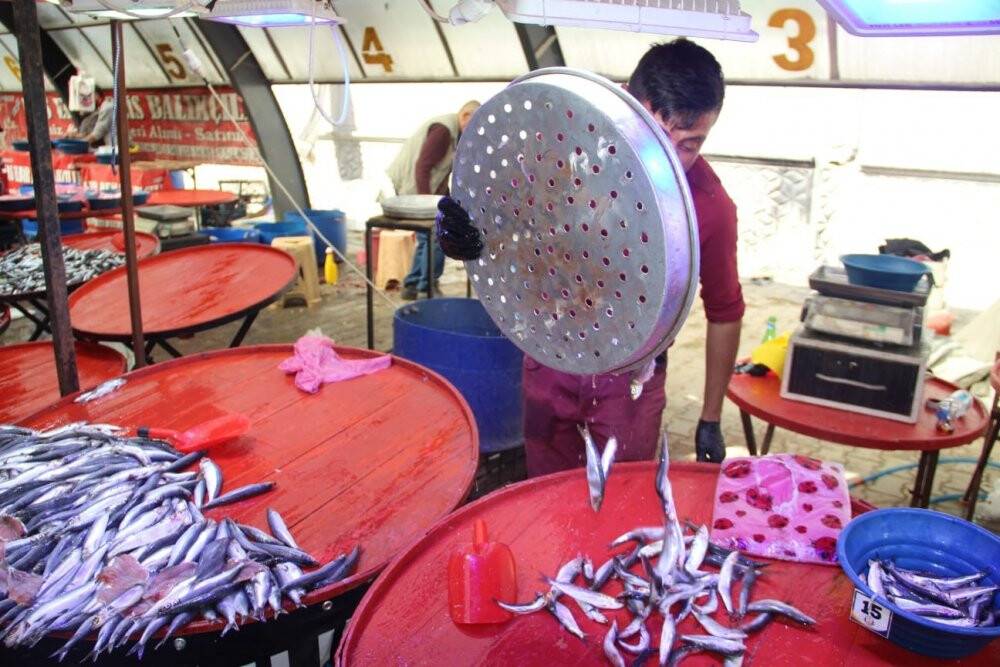 Hamsi, balık tezgahlarını süsledi