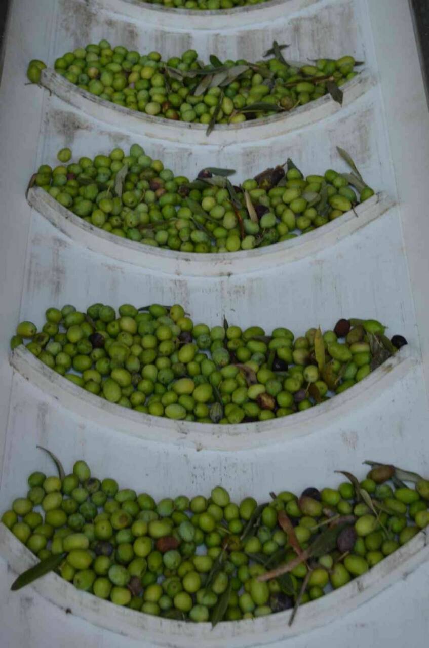 Sofralık zeytin ihracatında tarihi rekor