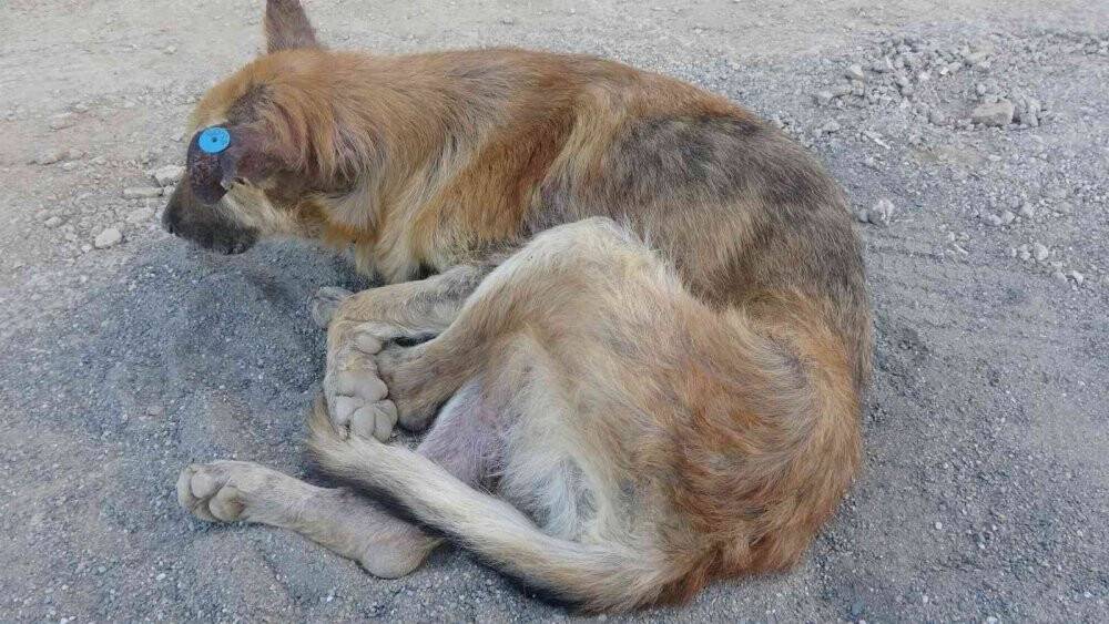 Talihsiz köpeğin başına gelmeyen kalmadı