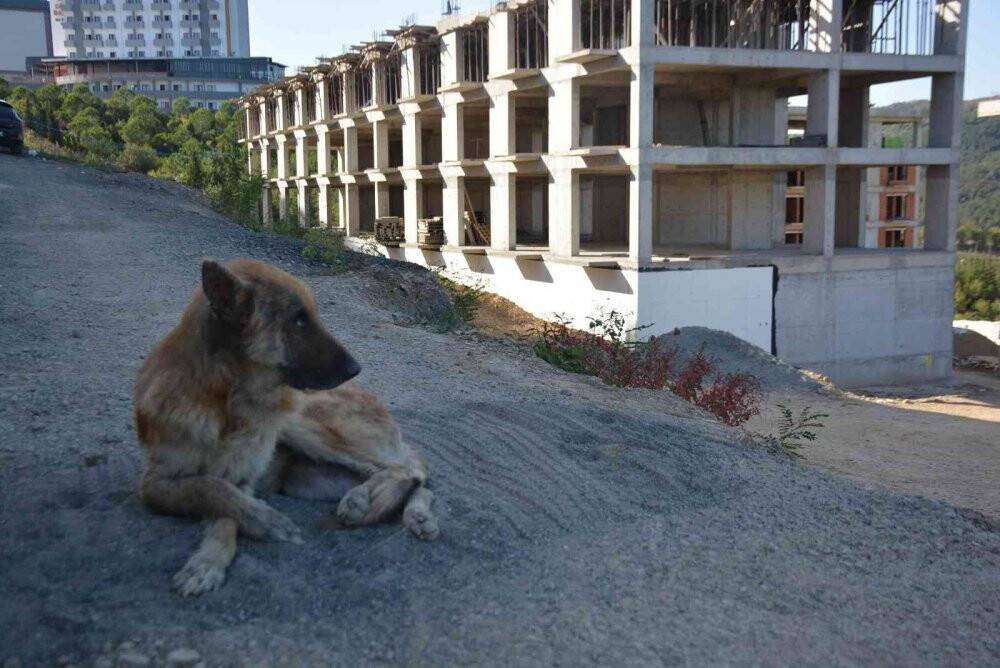 Talihsiz köpeğin başına gelmeyen kalmadı