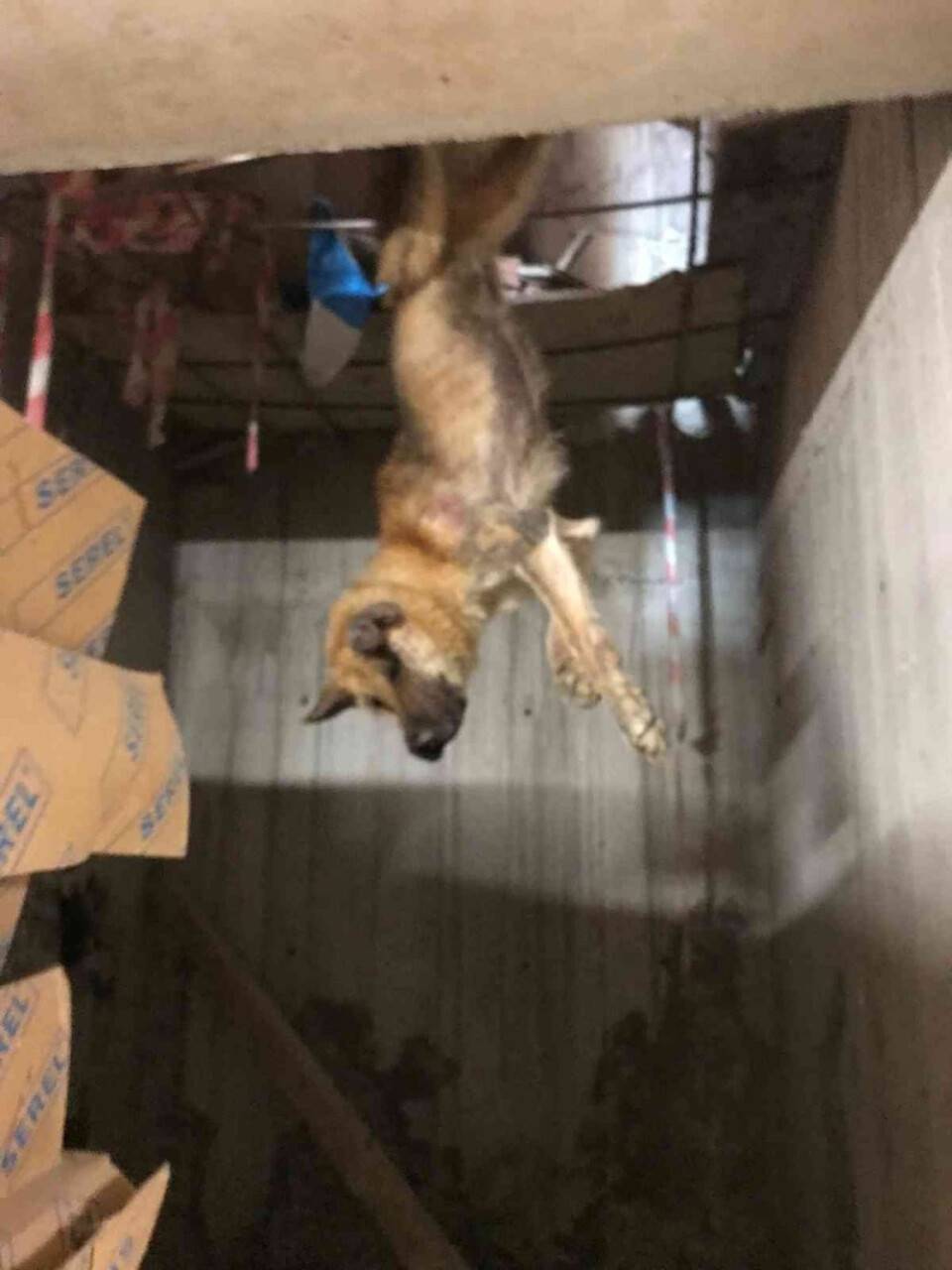 Talihsiz köpeğin başına gelmeyen kalmadı