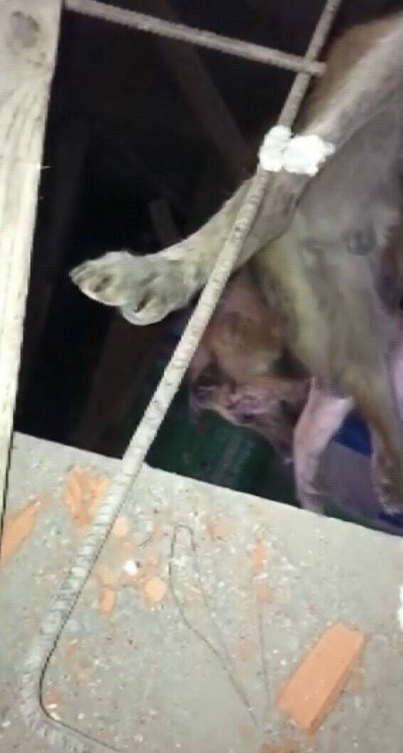 Talihsiz köpeğin başına gelmeyen kalmadı