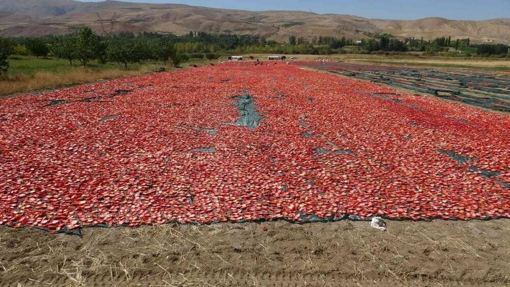 Avrupa’nın kuru domatesi Malatya’dan