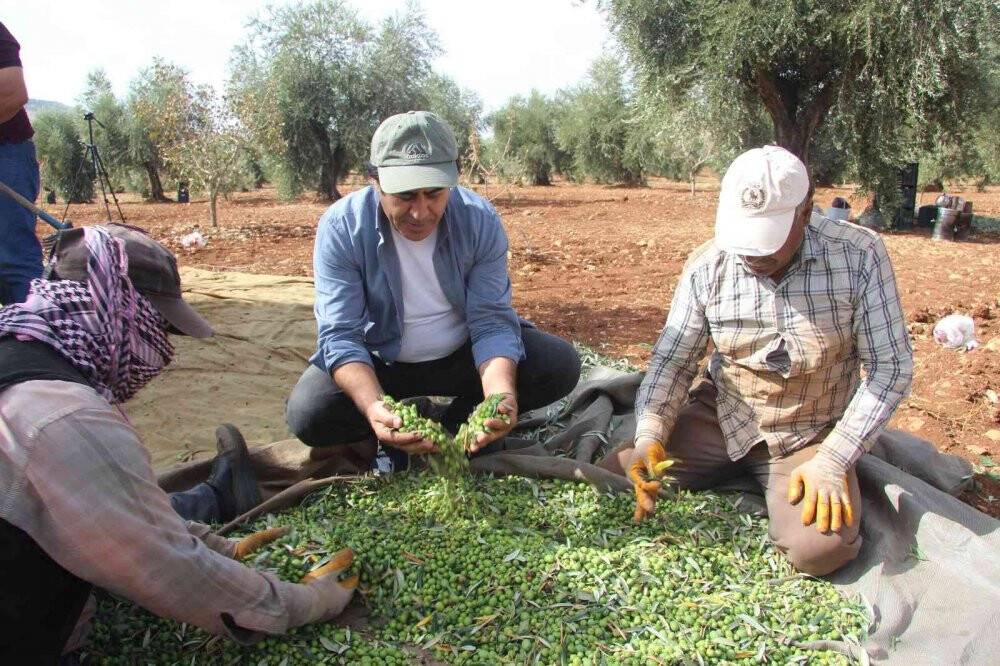 Kilis’te zeytin hasadının erken yapılmasıyla soğuk sıkım zeytinyağı üretimi de başladı