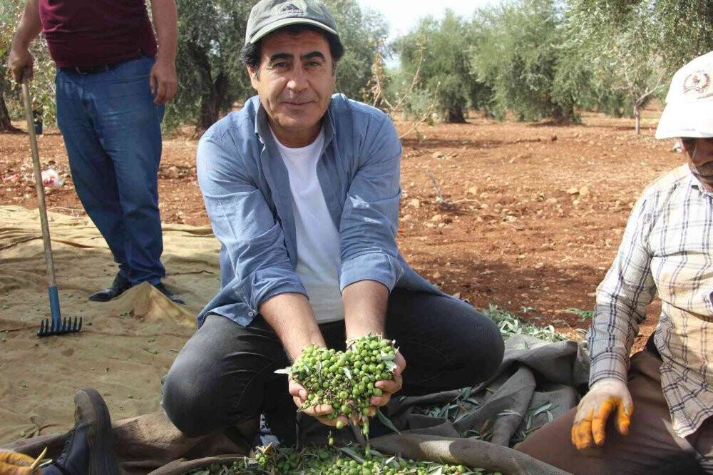 Kilis’te zeytin hasadının erken yapılmasıyla soğuk sıkım zeytinyağı üretimi de başladı