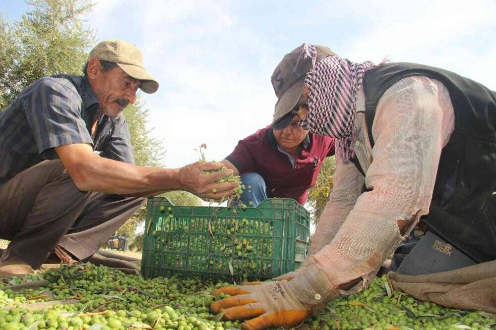 Kilis’te zeytin hasadının erken yapılmasıyla soğuk sıkım zeytinyağı üretimi de başladı