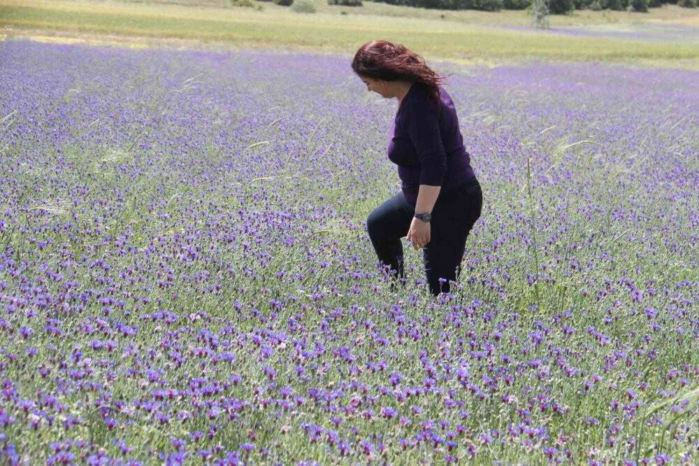 Konya’da 260 bitki ve çiçek "Cennetin Çiçekleri" kitabıyla gün yüzüne çıkarılacak