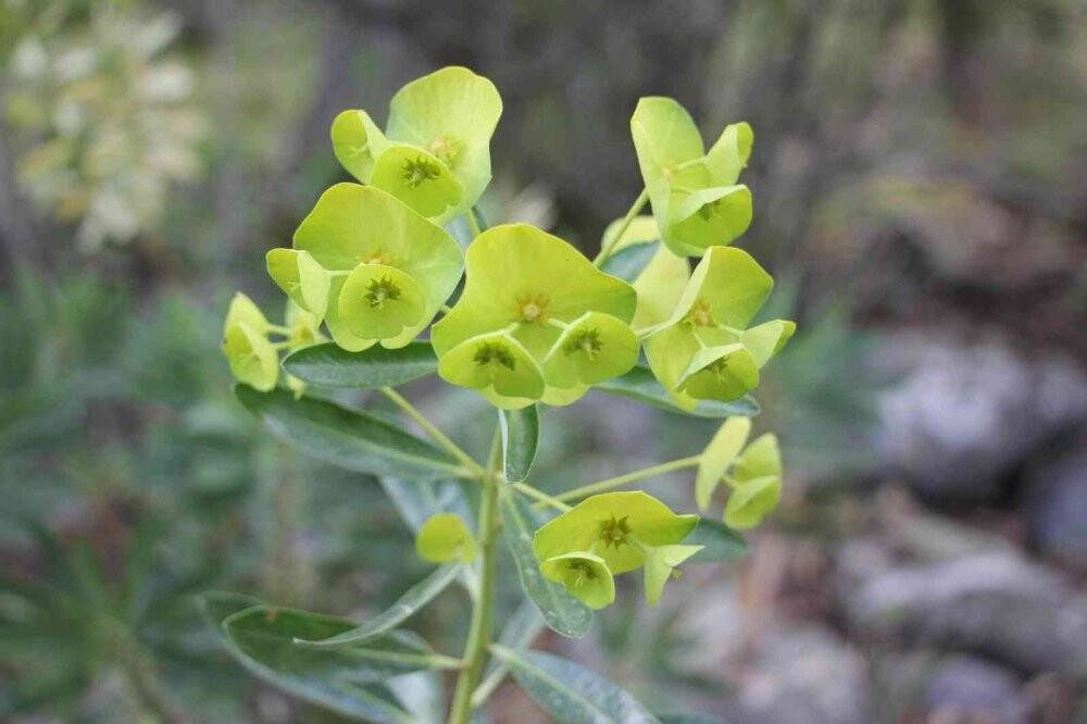 Konya’da 260 bitki ve çiçek "Cennetin Çiçekleri" kitabıyla gün yüzüne çıkarılacak
