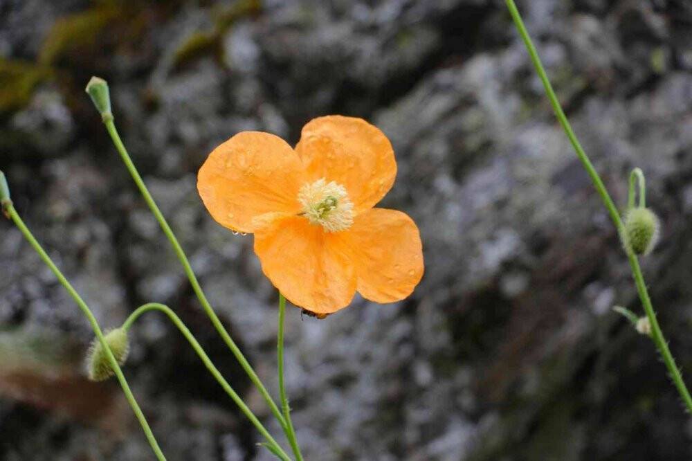 Konya’da 260 bitki ve çiçek "Cennetin Çiçekleri" kitabıyla gün yüzüne çıkarılacak