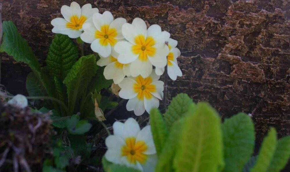 Konya’da 260 bitki ve çiçek "Cennetin Çiçekleri" kitabıyla gün yüzüne çıkarılacak
