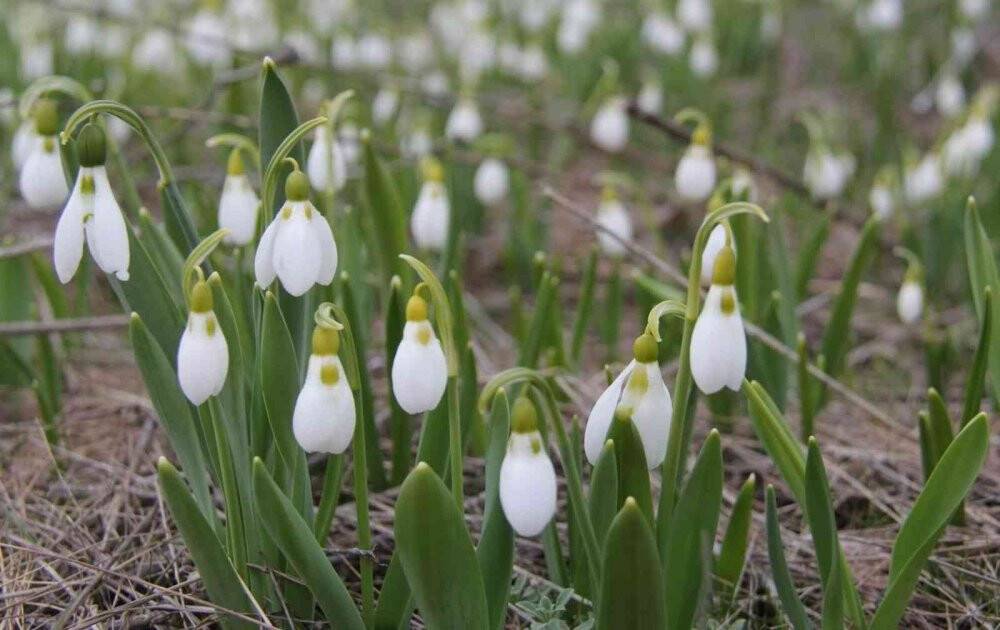 Konya’da 260 bitki ve çiçek "Cennetin Çiçekleri" kitabıyla gün yüzüne çıkarılacak