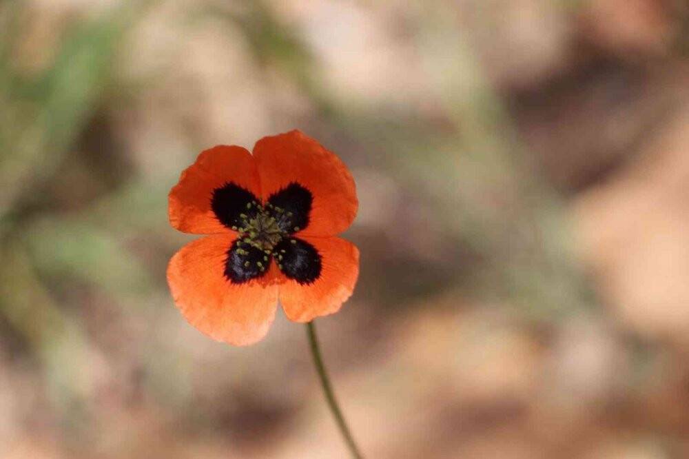 Konya’da 260 bitki ve çiçek "Cennetin Çiçekleri" kitabıyla gün yüzüne çıkarılacak