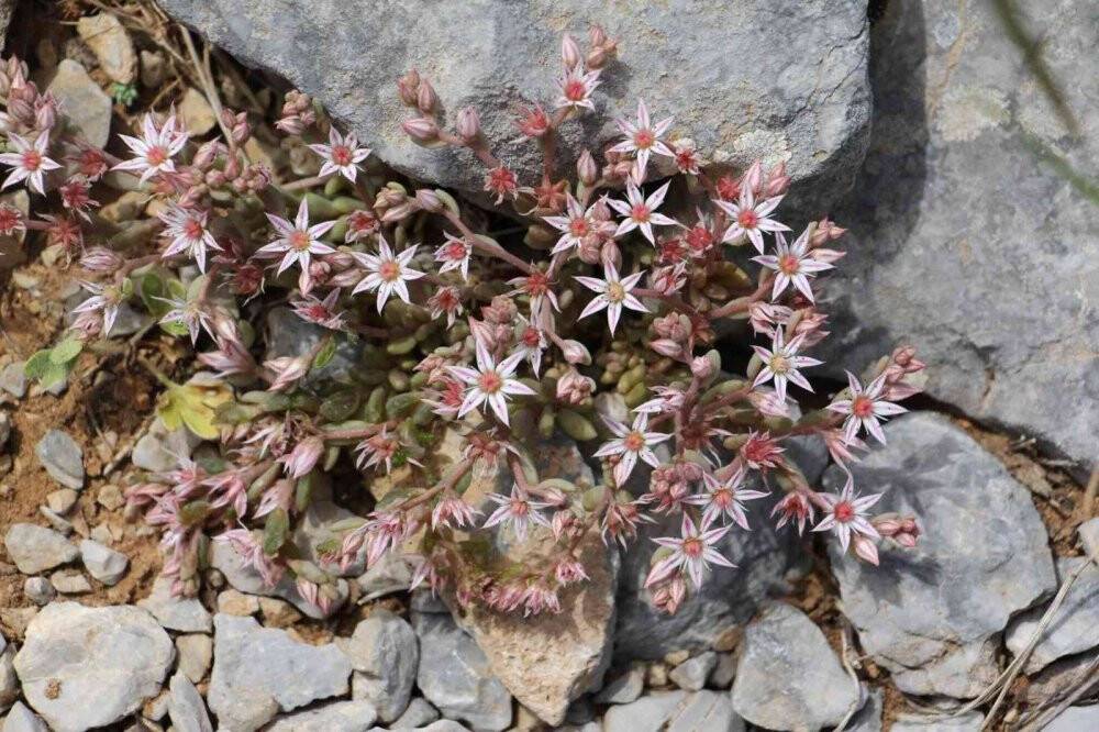 Konya’da 260 bitki ve çiçek "Cennetin Çiçekleri" kitabıyla gün yüzüne çıkarılacak