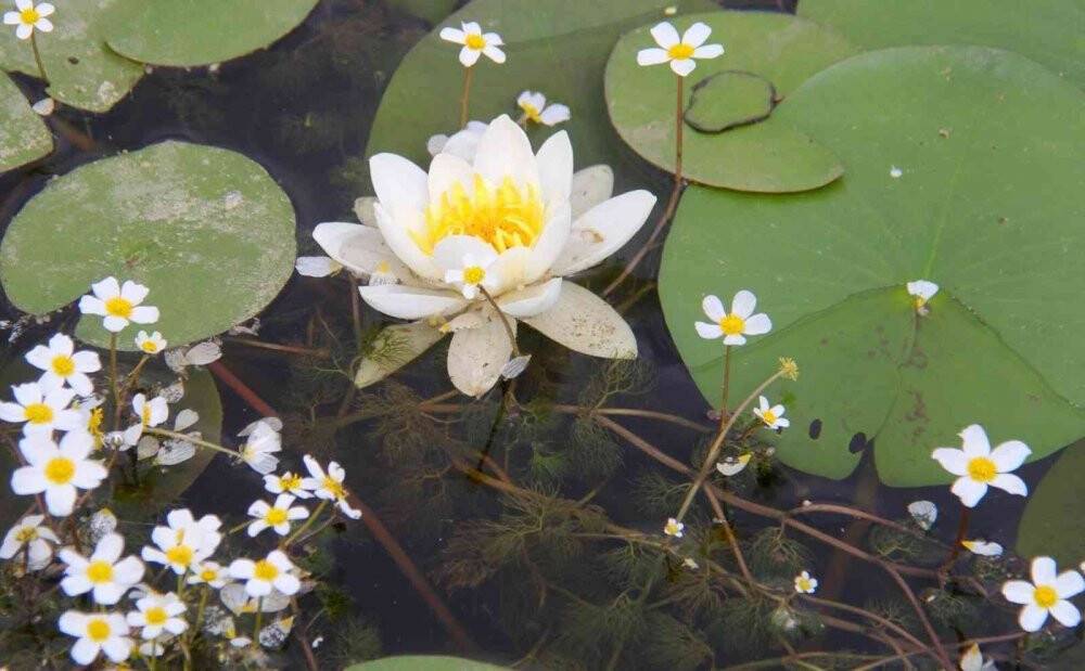 Konya’da 260 bitki ve çiçek "Cennetin Çiçekleri" kitabıyla gün yüzüne çıkarılacak