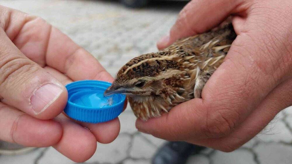 Çevik kuvvet polisi yaralı bıldırcın için seferber oldu