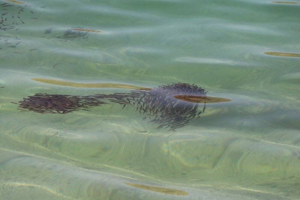 Bir milyon yavru balık Halfeti Barajı’na bırakıldı
