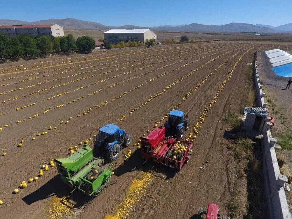 Tomarza’da kabak çekirdeği hasadı başladı