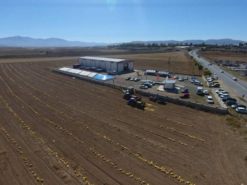 Tomarza’da kabak çekirdeği hasadı başladı