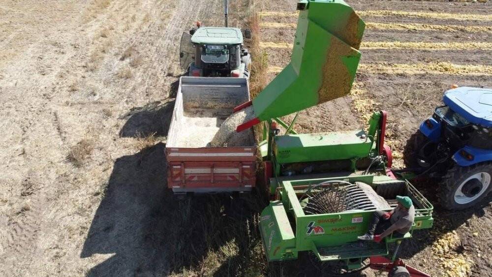 Tomarza’da kabak çekirdeği hasadı başladı
