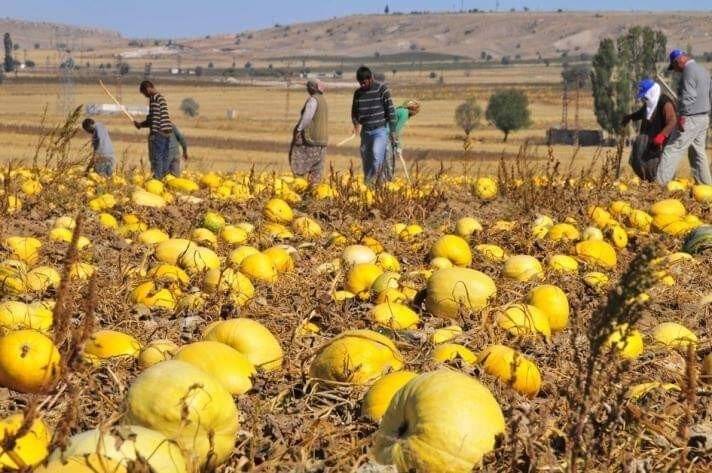 Tomarza’da kabak çekirdeği hasadı başladı
