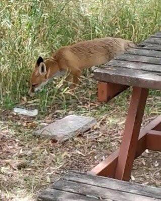 Yiyecek arayan tilkiye nöbet tutan polisten şefkat