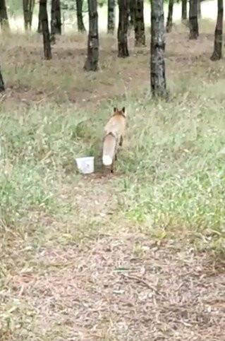 Yiyecek arayan tilkiye nöbet tutan polisten şefkat