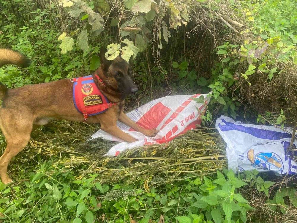 Bahçede kavanozlara saklanan uyuşturucu ‘Yatkın’dan kaçmadı