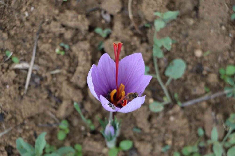 Kilosu 100 bin TL olan safran çiçek açtı