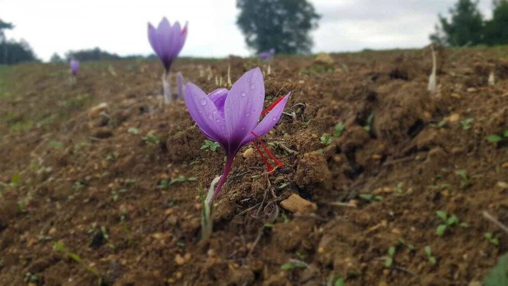 Kilosu 100 bin TL olan safran çiçek açtı