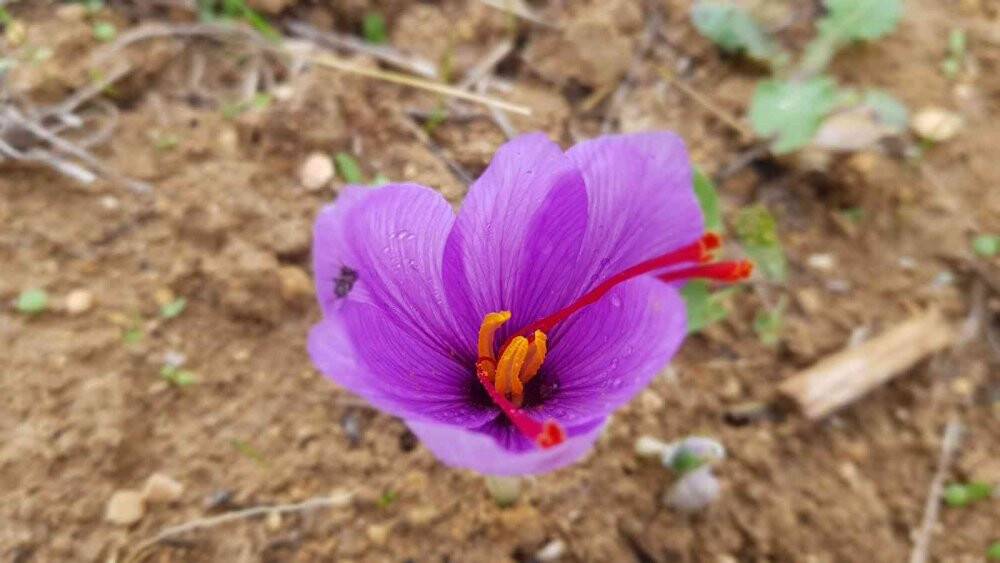 Kilosu 100 bin TL olan safran çiçek açtı