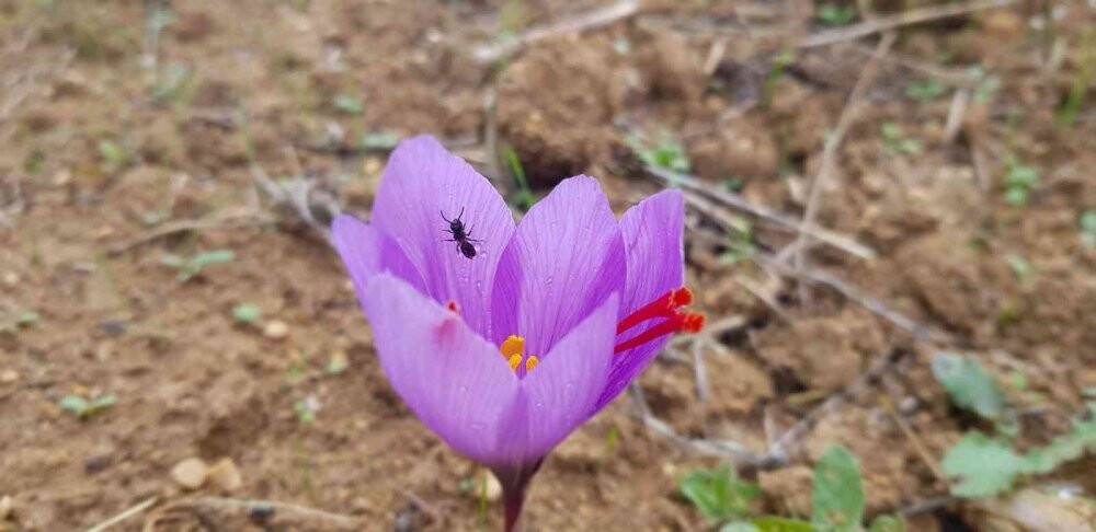 Kilosu 100 bin TL olan safran çiçek açtı