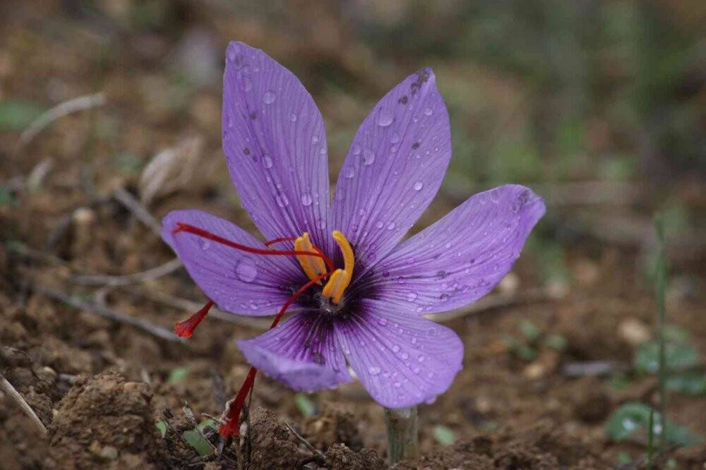 Kilosu 100 bin TL olan safran çiçek açtı