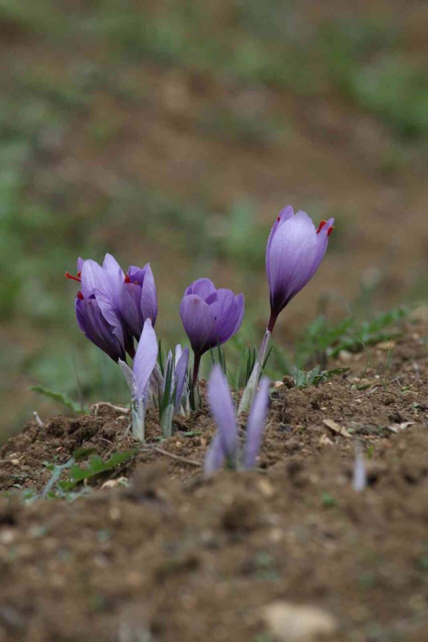 Kilosu 100 bin TL olan safran çiçek açtı