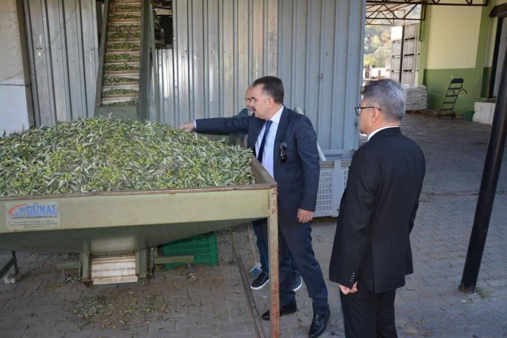 Edremit’te zeytinin, zeytinyağına yolculuğu başladı