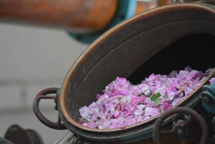 Isparta’da gül çiçeği taban fiyatı 22 lira olarak açıklandı