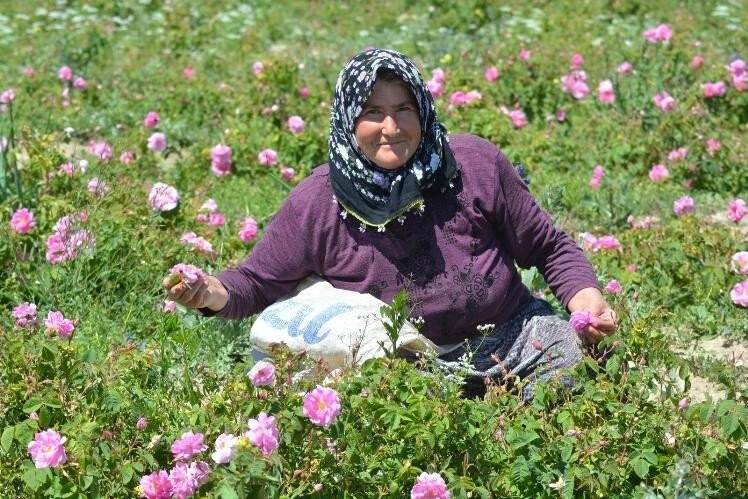 Isparta’da gül çiçeği taban fiyatı 22 lira olarak açıklandı