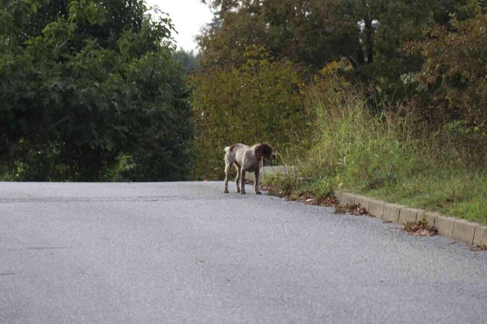 Köpeklerin saldırısına uğradı, şimdi seslerinden bile korkar hale geldi
