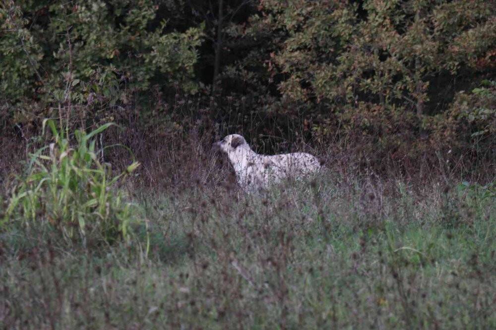 Köpeklerin saldırısına uğradı, şimdi seslerinden bile korkar hale geldi
