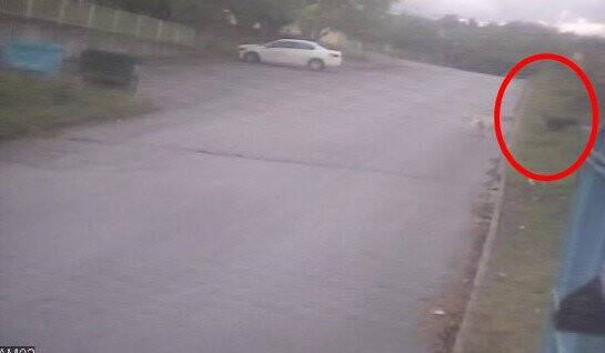 Köpeklerin saldırısına uğradı, şimdi seslerinden bile korkar hale geldi