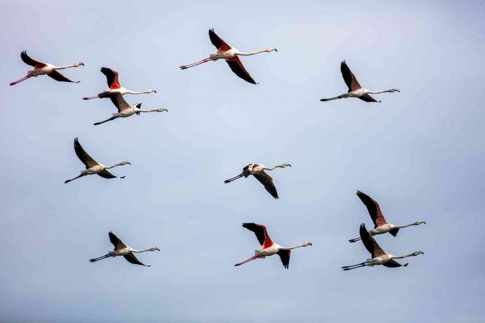 Tuz gölü değil Tokat’ta görüntülendiler, yüzlercesi geldi
