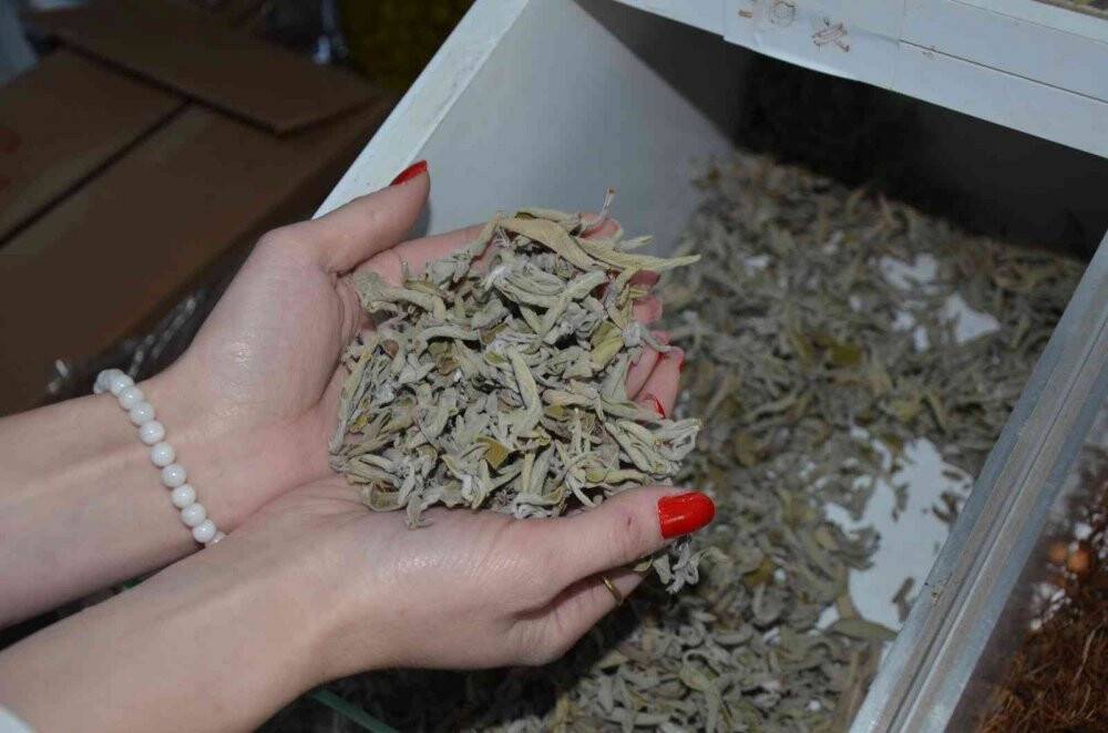 Aktarlar uyardı: "Ihlamuru kaynatmayın, demleyin"