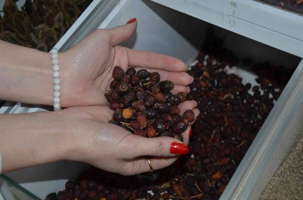 Aktarlar uyardı: "Ihlamuru kaynatmayın, demleyin"