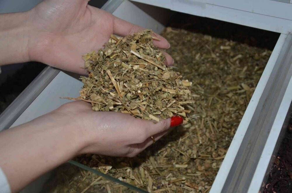 Aktarlar uyardı: "Ihlamuru kaynatmayın, demleyin"