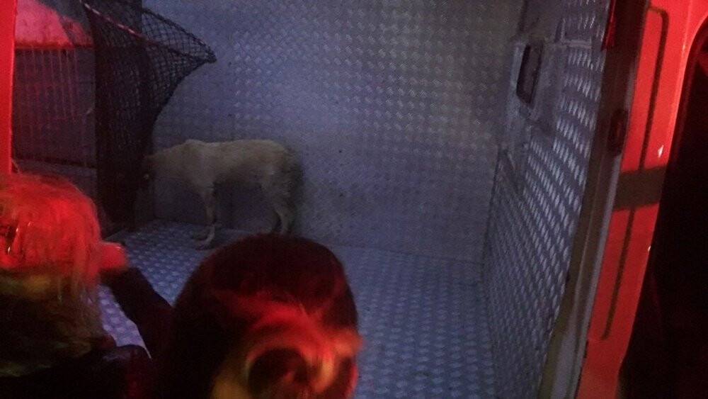 Otomobilin altına sıkışan köpeği itfaiye ekipleri kurtardı