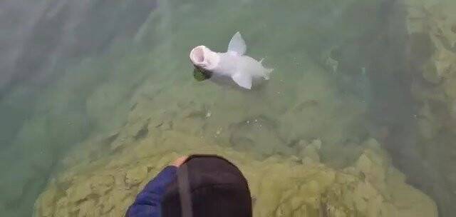 Balıkçılar, olta ile 1.5 metrelik balık tuttu