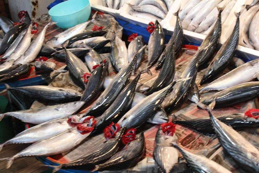 Bandırma’da palamut rekor kırdı