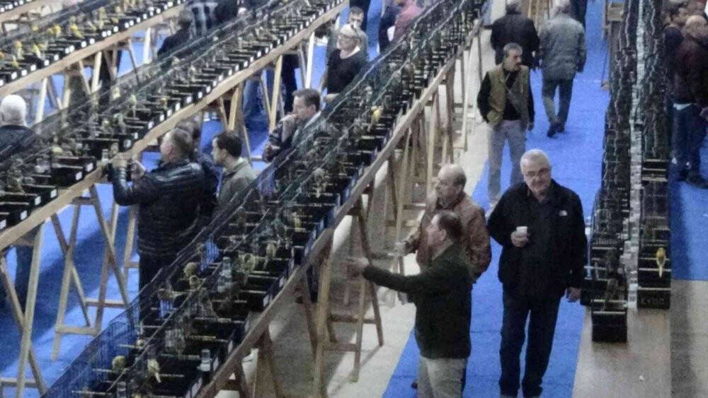 Kanaryalar güzellikte yarıştı