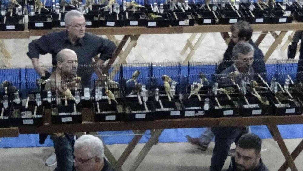 Kanaryalar güzellikte yarıştı