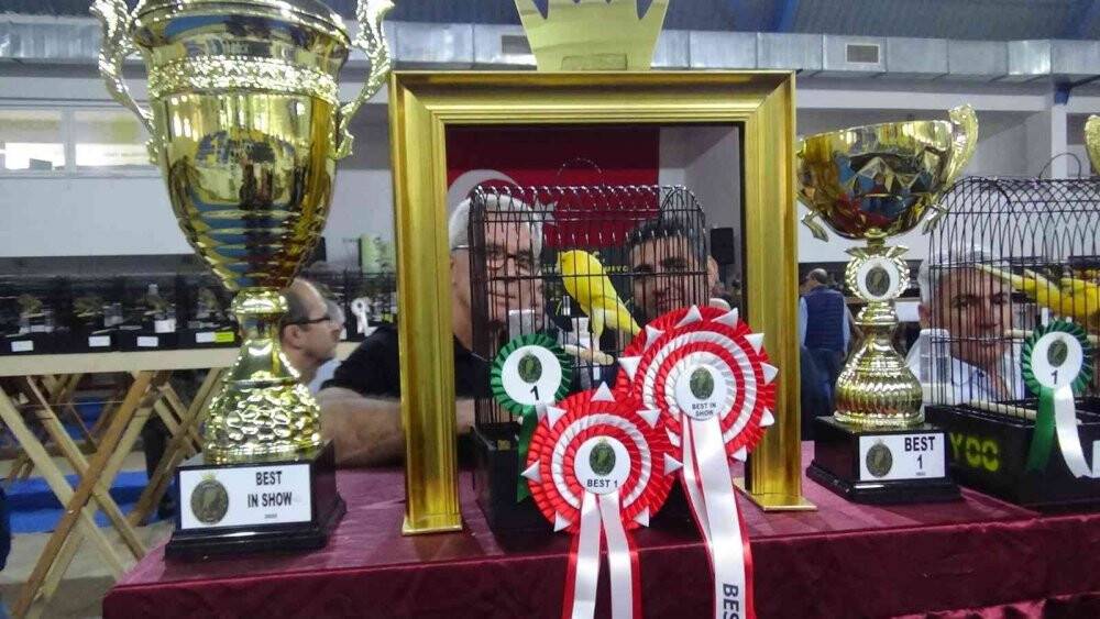 Kanaryalar güzellikte yarıştı